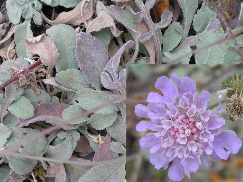 Scabiosa holosericea / Scabiosa vellutata